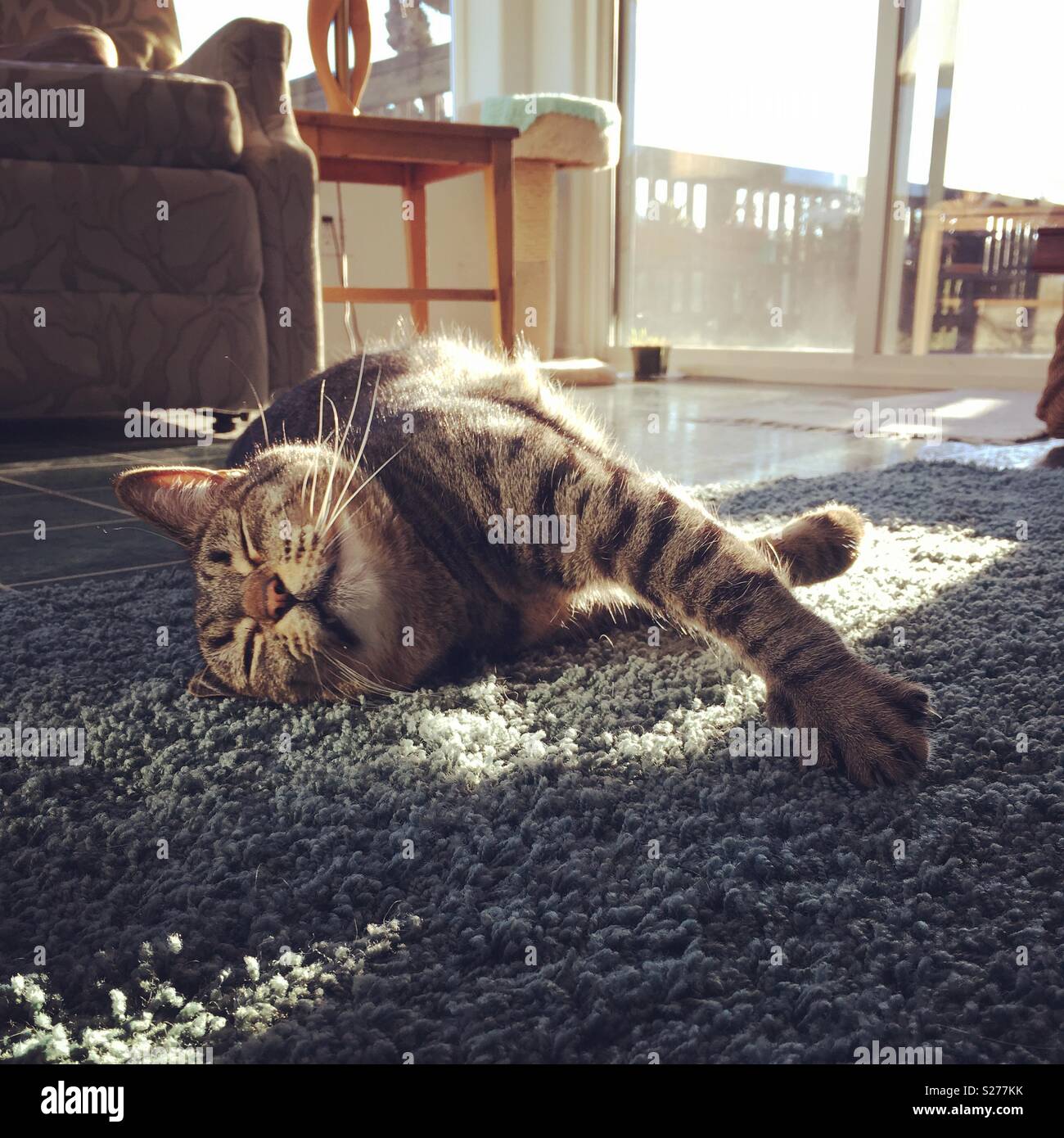 A cat stretching in the sunlight. Stock Photo