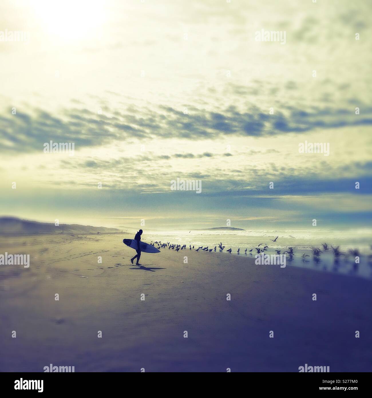 A surfer on a bird-filled beach. Stock Photo