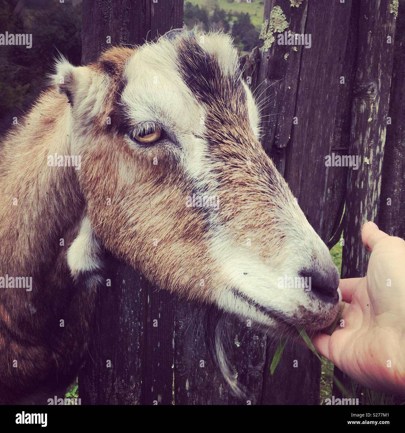 A goat eating from a person’a hand. Stock Photo