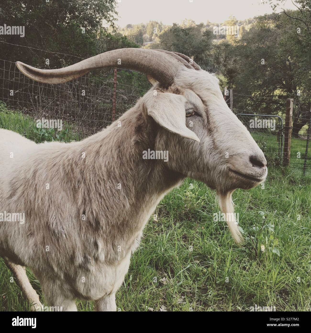 A goat on a farm. Stock Photo