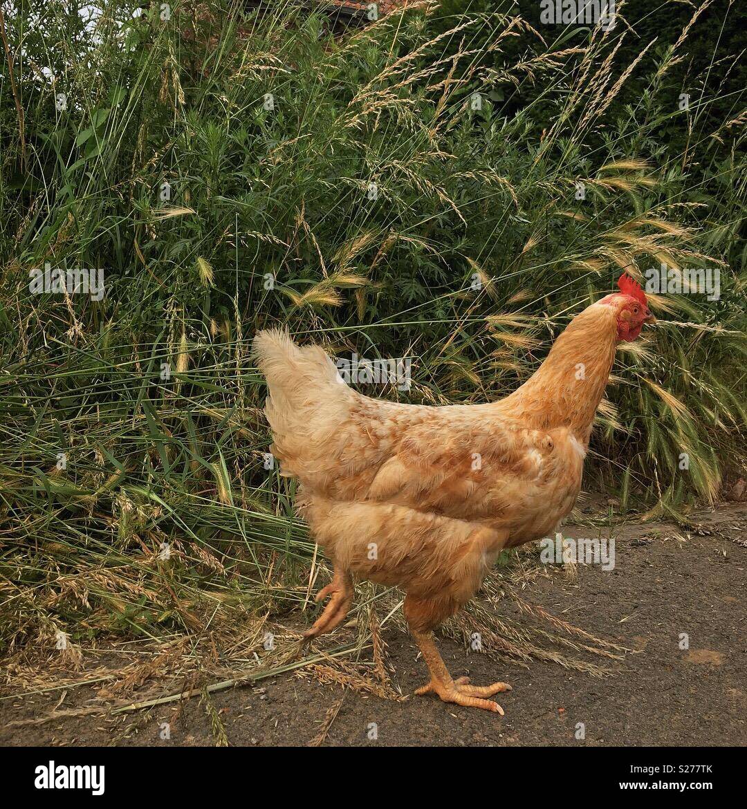 Belgian chicken roaming free Stock Photo