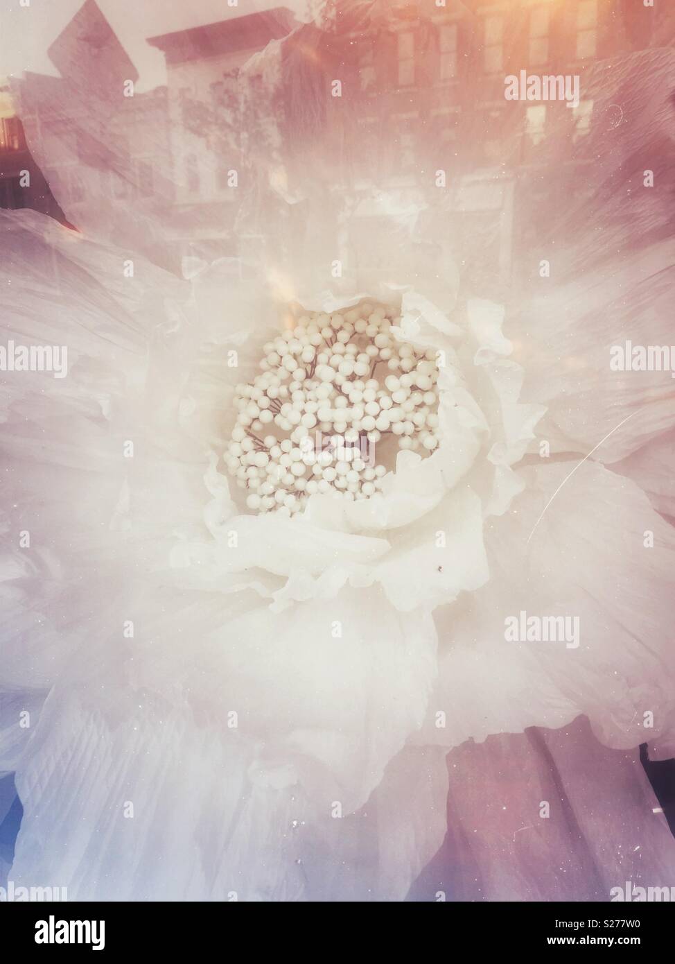 Large paper flower in shop window with street reflections. - Smartphone Captured Stock Image