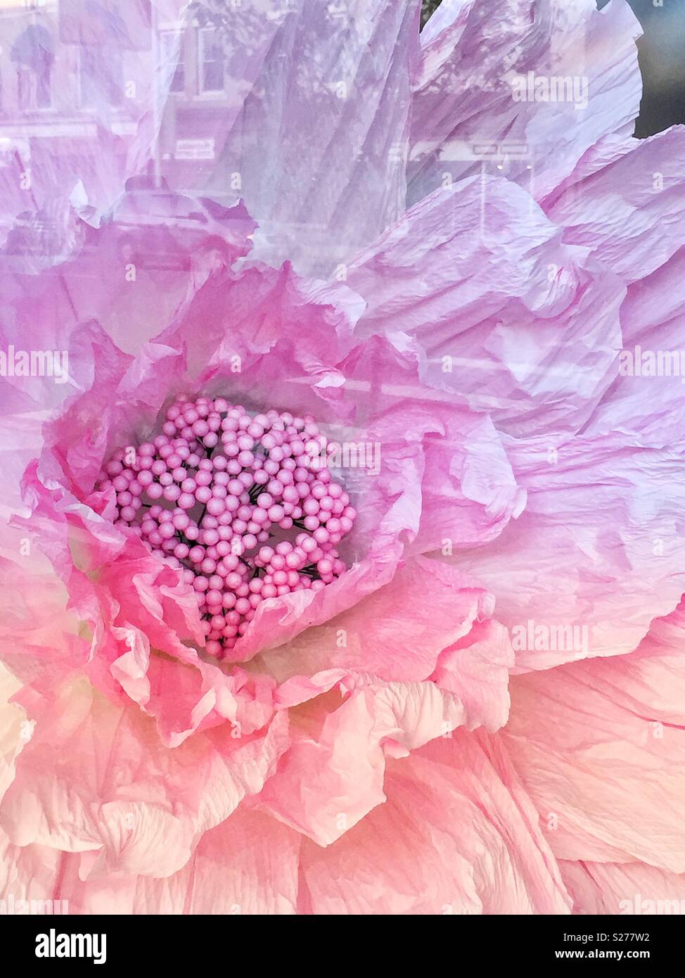 Large pink paper artificial flower with reflections of street on window from - Smartphone Captured Stock Image