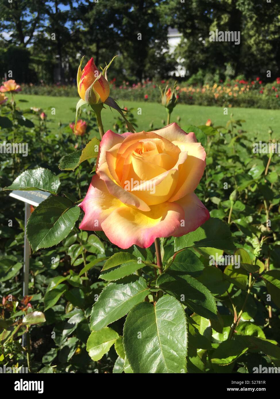 A rose from Bern Rosengarten in Switzerland. Stock Photo