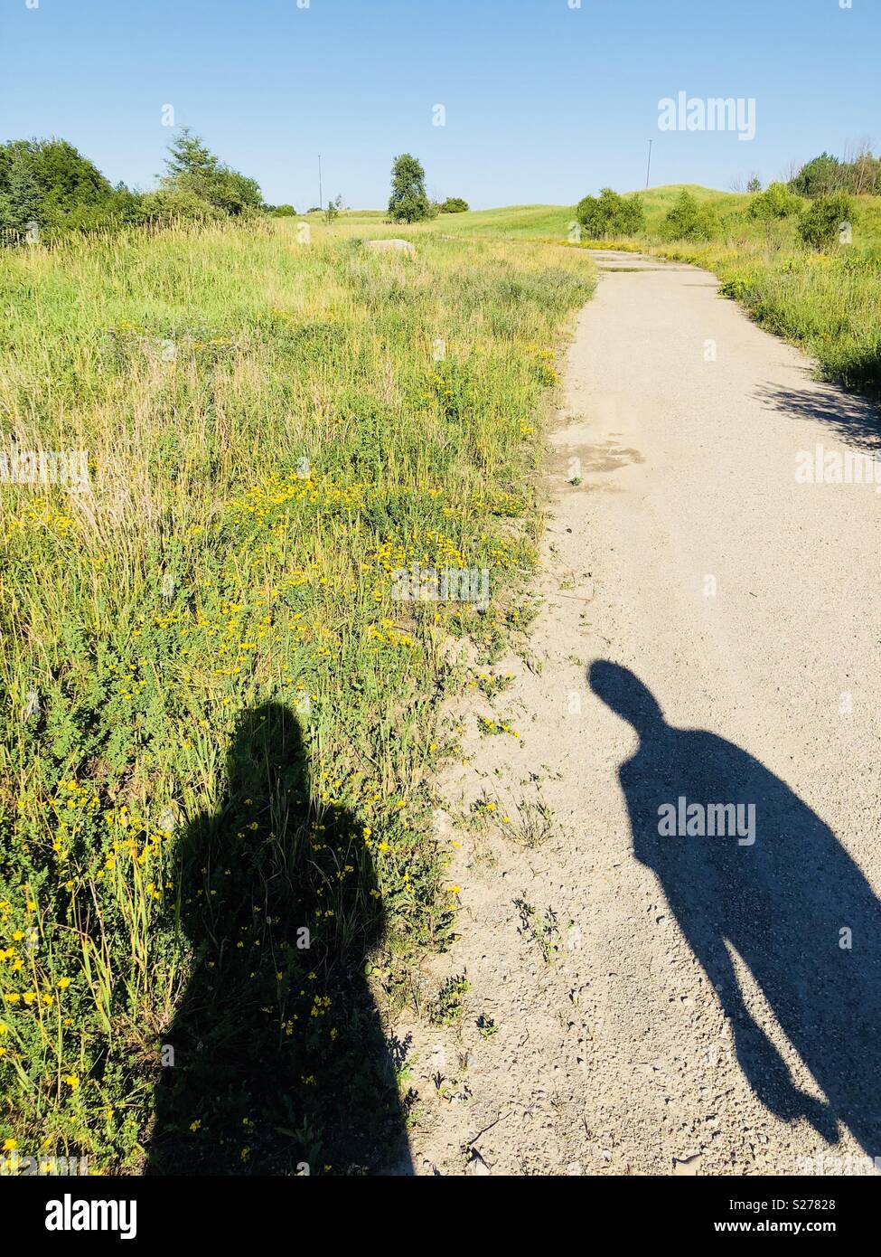 Meadow with yellow flowers in Ontario in Canada with two people shadows - Smartphone Captured Stock Image