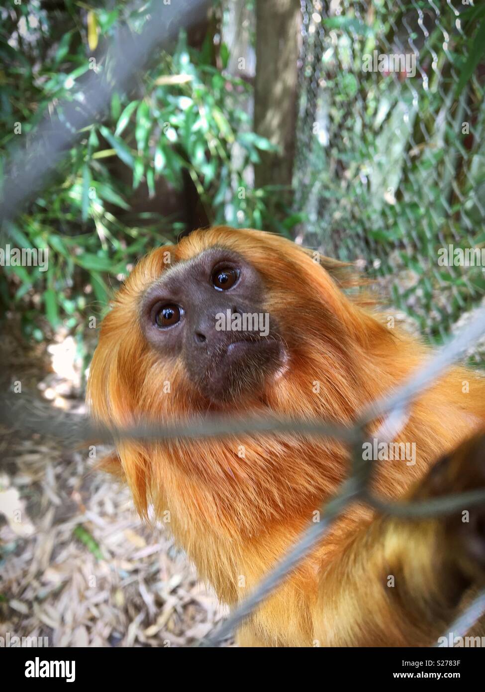 A golden lion tamarin monkey. Stock Photo