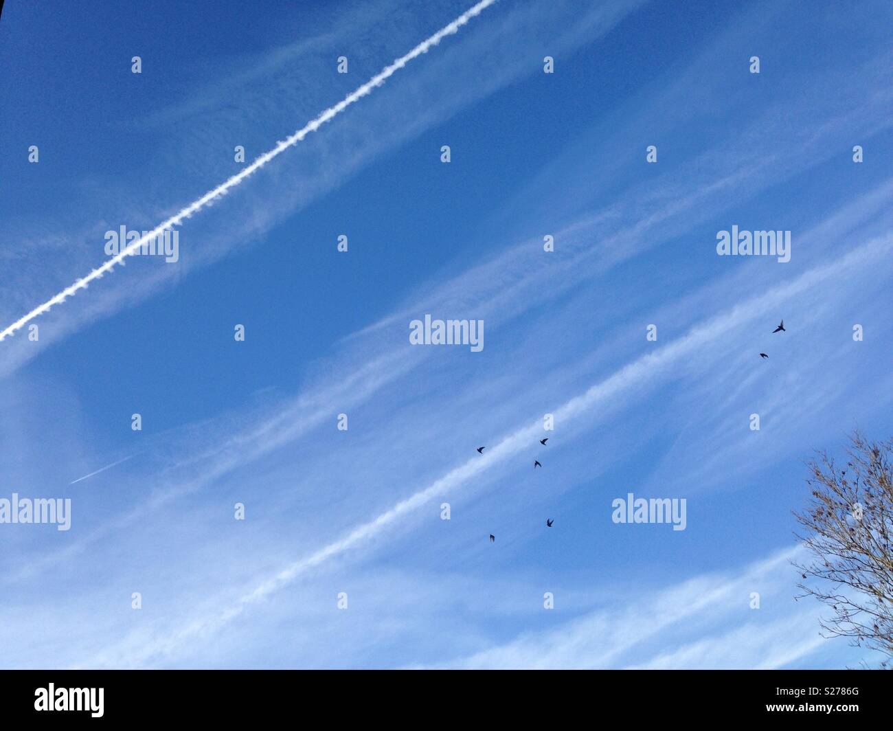 Aeroplane condensation trails known as 'persistent contrails' fill the sky with a white milky cloud that partially blocks sunlight over Sussex in the UK. Stock Photo