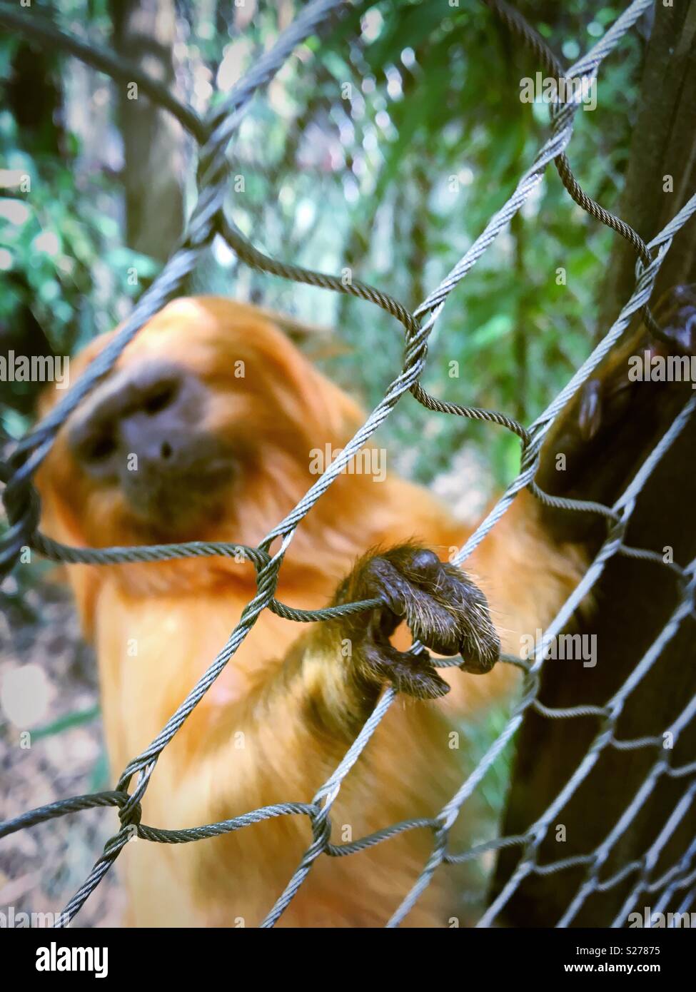 A golden lion tamarin monkey in captivity. Stock Photo