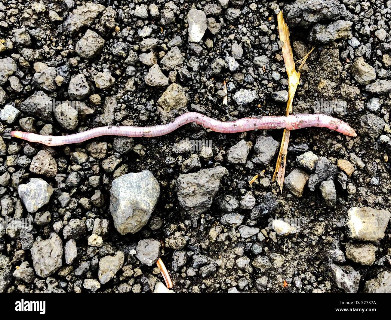 Crawling Earth Worm Stock Photo - Alamy