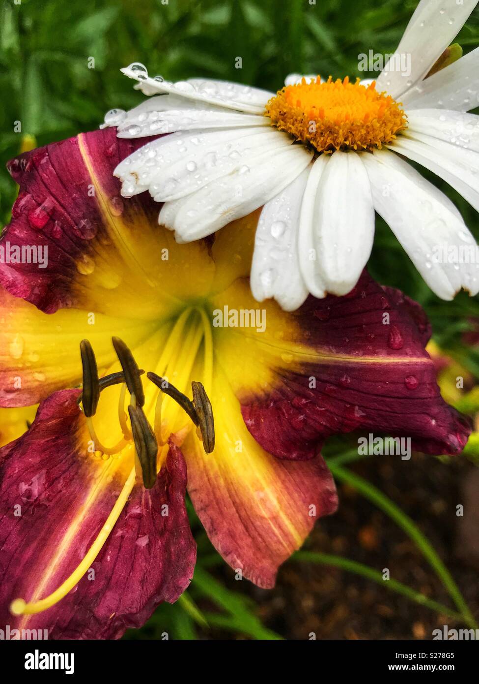 Flowers lily and daisy Stock Photo Alamy