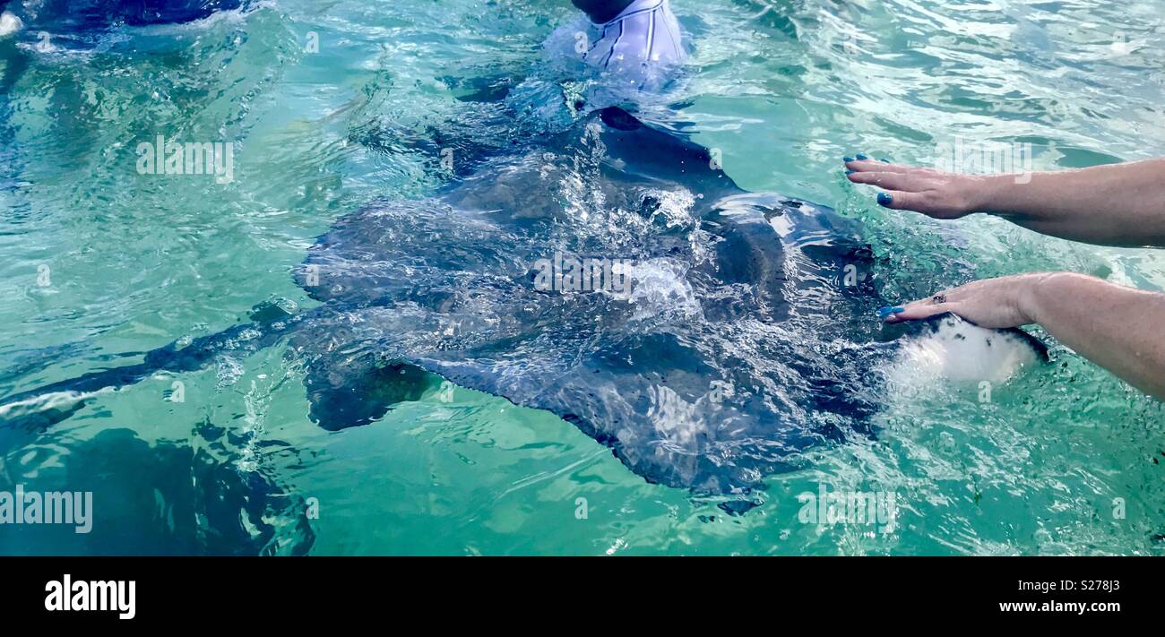 Stingray city grand Cayman - Smartphone Captured Stock Image