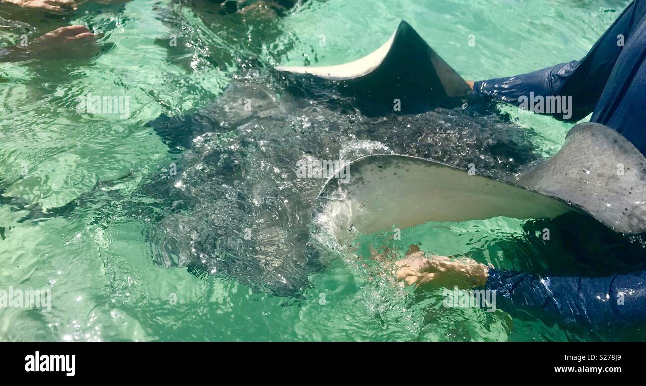 Stingray city grand cayman - Smartphone Captured Stock Image