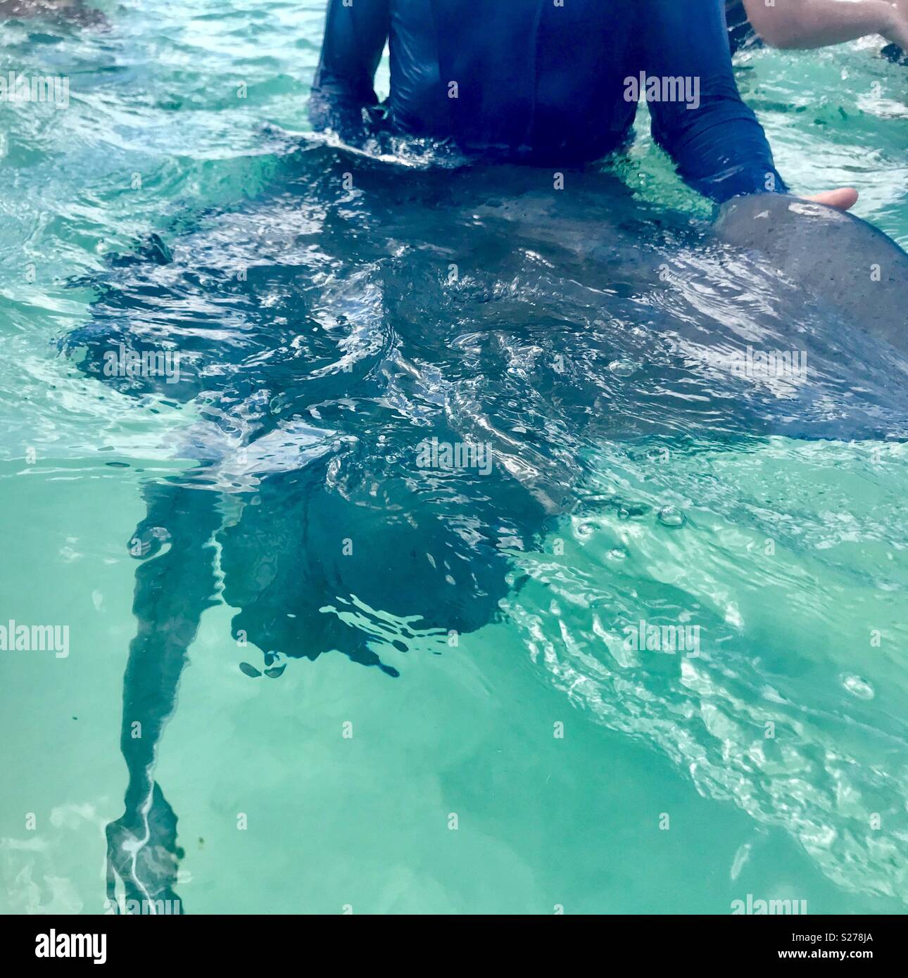 Stingray city grand cayman - Smartphone Captured Stock Image