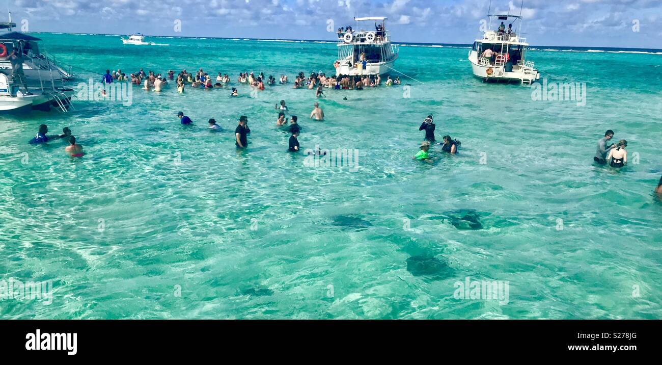 Stingray city grand cayman - Smartphone Captured Stock Image