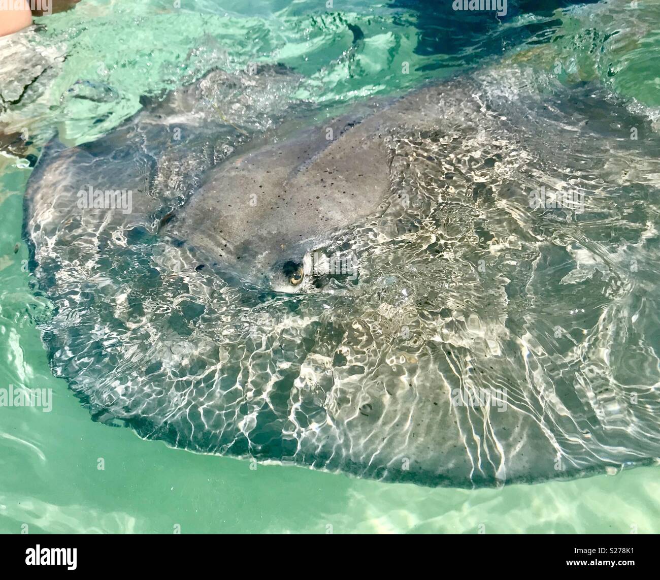 Stingray city grand cayman - Smartphone Captured Stock Image