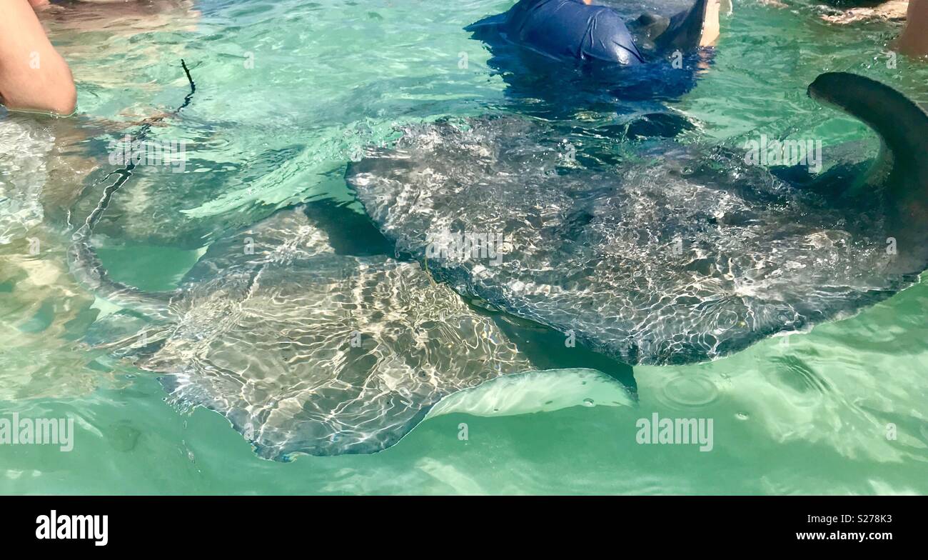 Stingray city grand cayman - Smartphone Captured Stock Image