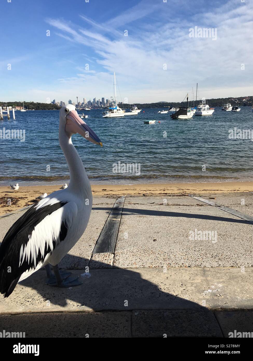 Australian Pelican at Watson’s Bay overlooking Sydney. Stock Photo
