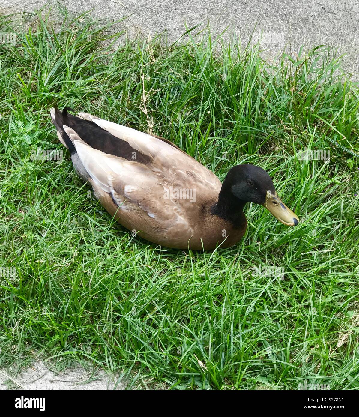 Quack quack I’m a duck Stock Photo Alamy