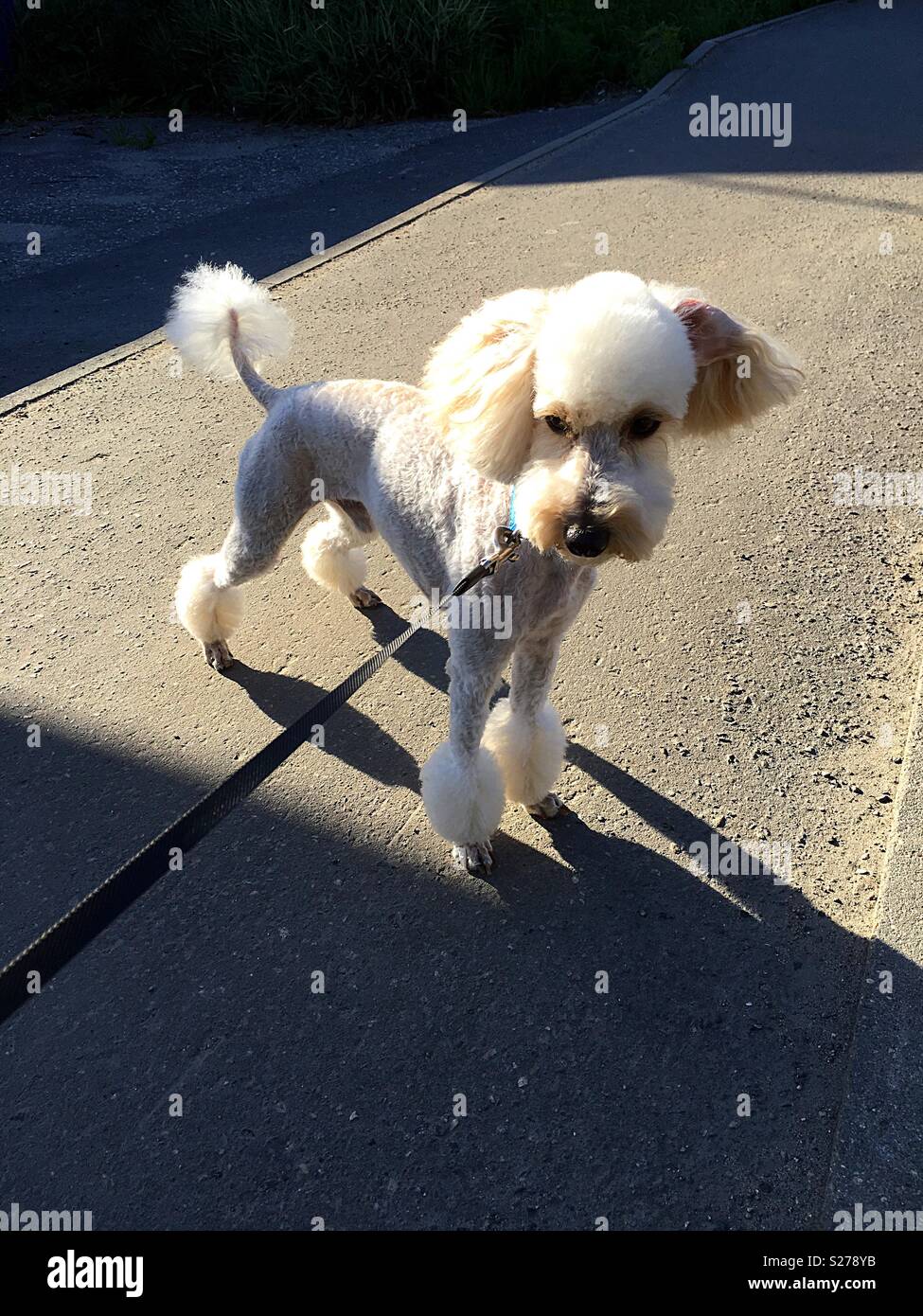 small light poodle in the sunlight - Smartphone Captured Stock Image