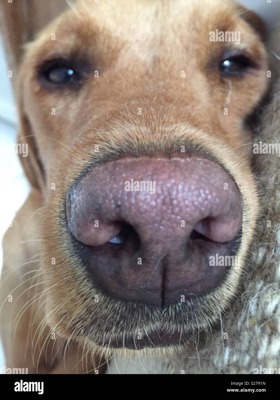 Close up of a dog with a very large nose Stock Photo