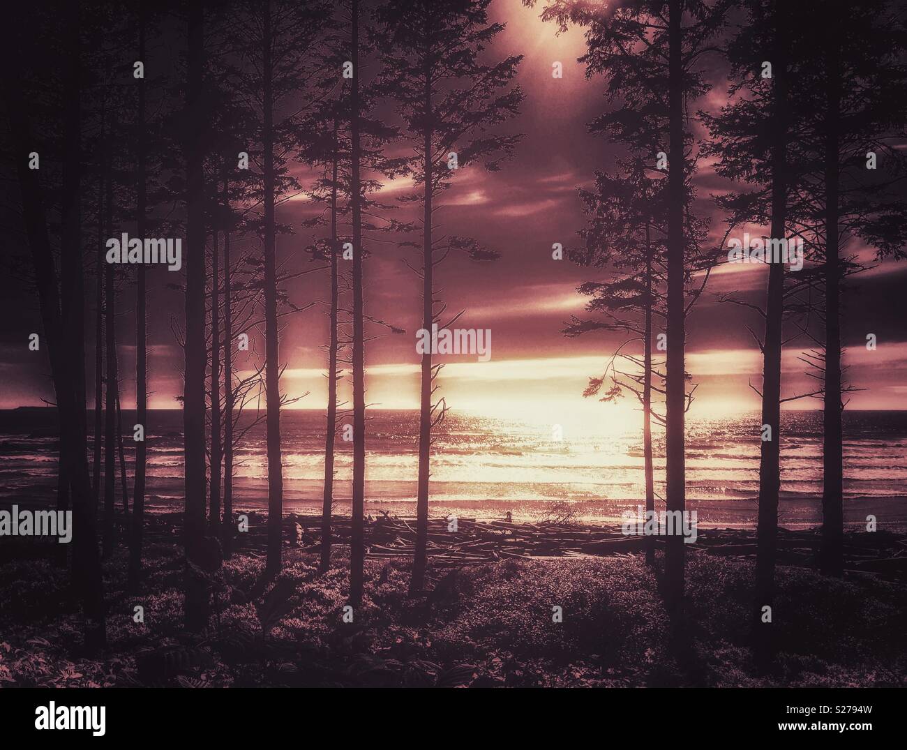 Ruby Beach and the Pacific Ocean on late afternoon seen through a conifer forest, Olympic Peninsula, Washington state, USA. - Smartphone Captured Stock Image