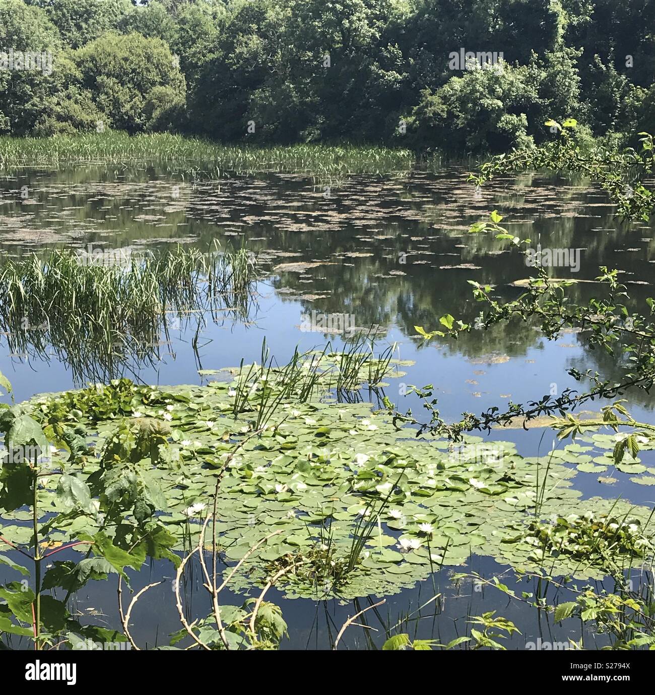 Bosherston Lily Ponds, Pembrokeshire, Wales. - Smartphone Captured Stock Image