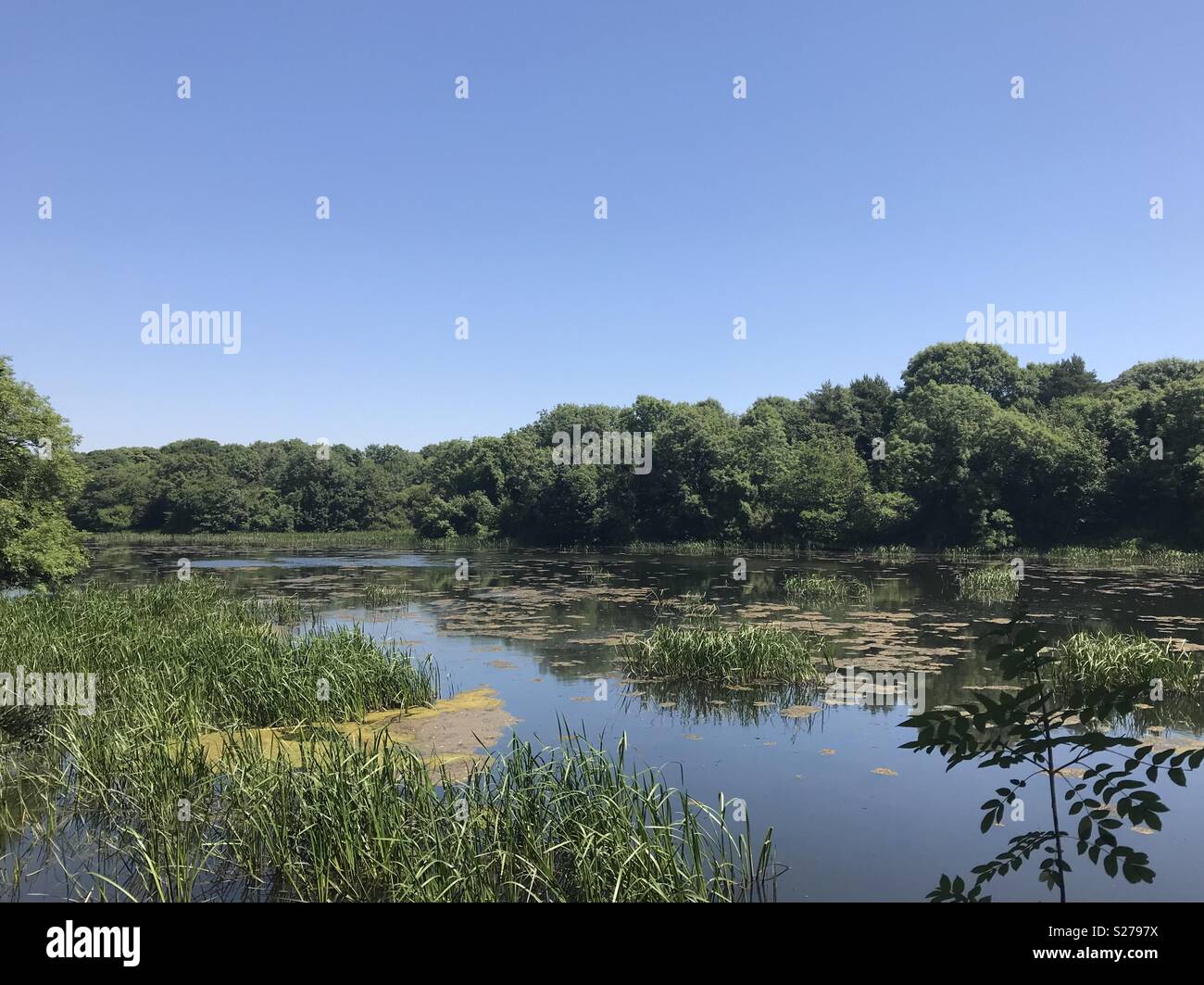 Bosherston Lily Ponds, Pembrokeshire, Wales. - Smartphone Captured Stock Image