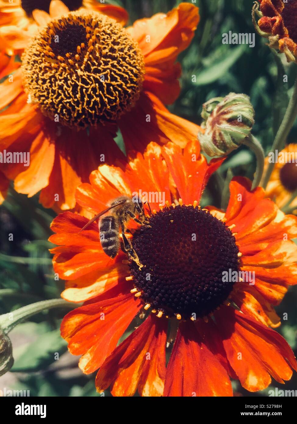 Bee on helenium - Smartphone Captured Stock Image