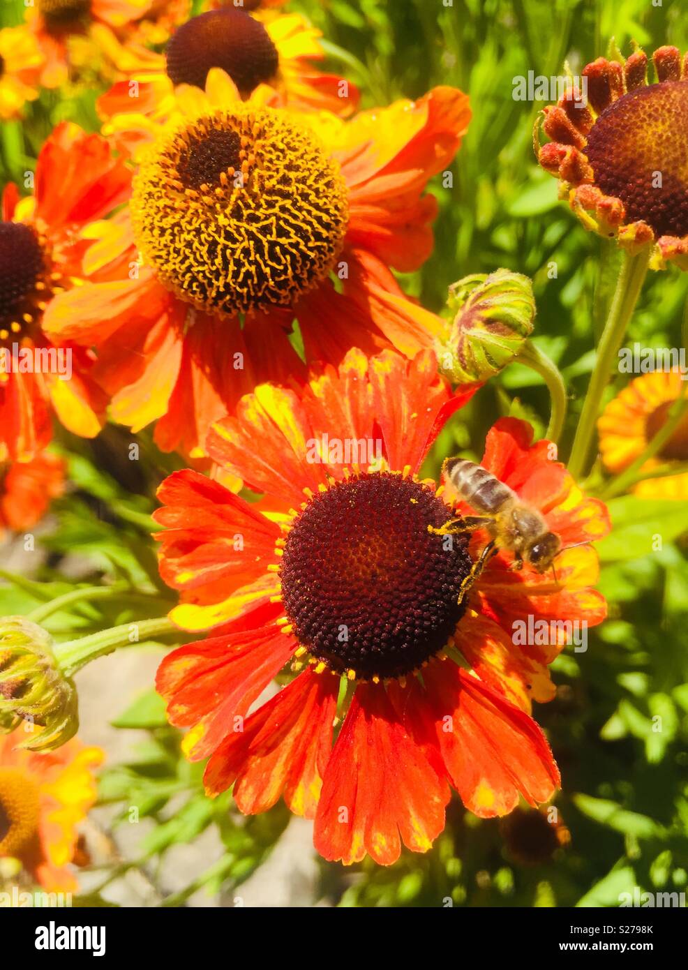 Bee on helenium - Smartphone Captured Stock Image