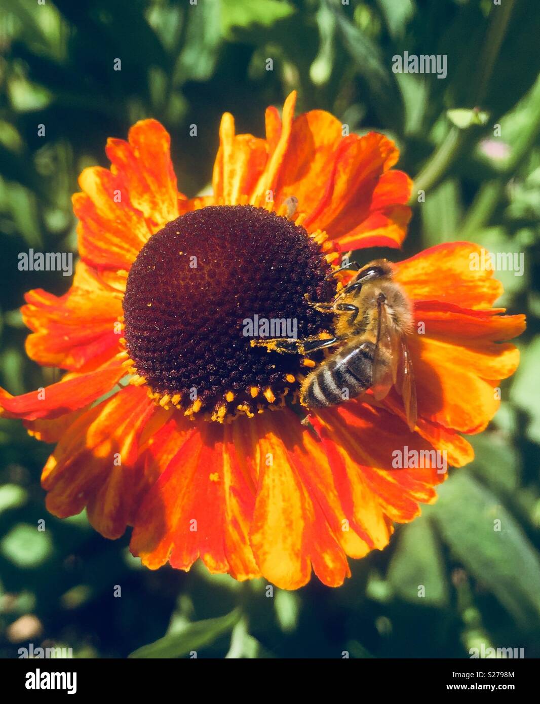 Bee on helenium - Smartphone Captured Stock Image