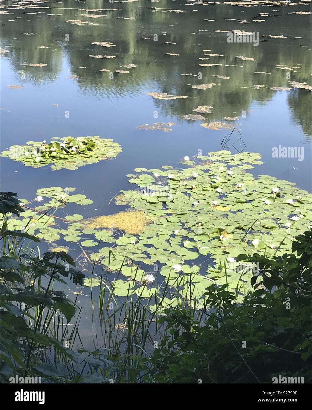 Bosherston Lily Ponds, Pembrokeshire, Wales. - Smartphone Captured Stock Image