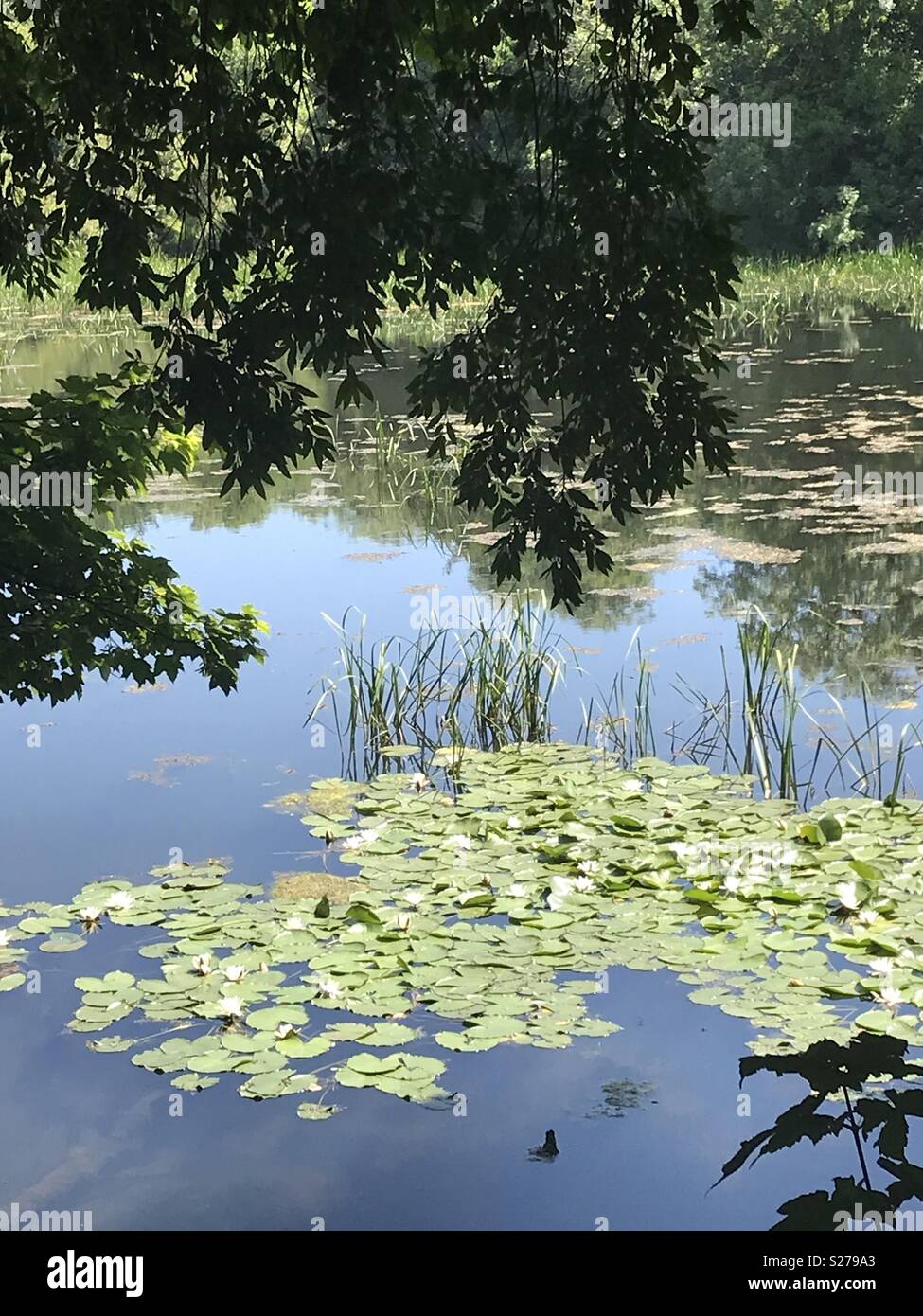 Bosherston Lily Ponds, Pembrokeshire, Wales. - Smartphone Captured Stock Image
