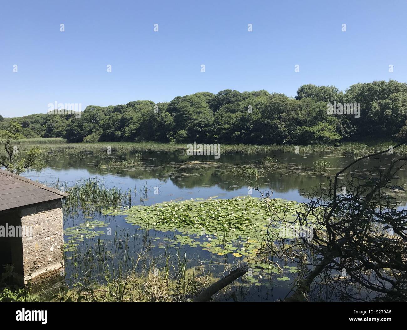 Bosherston Lily Ponds, Pembrokeshire, Wales. - Smartphone Captured Stock Image