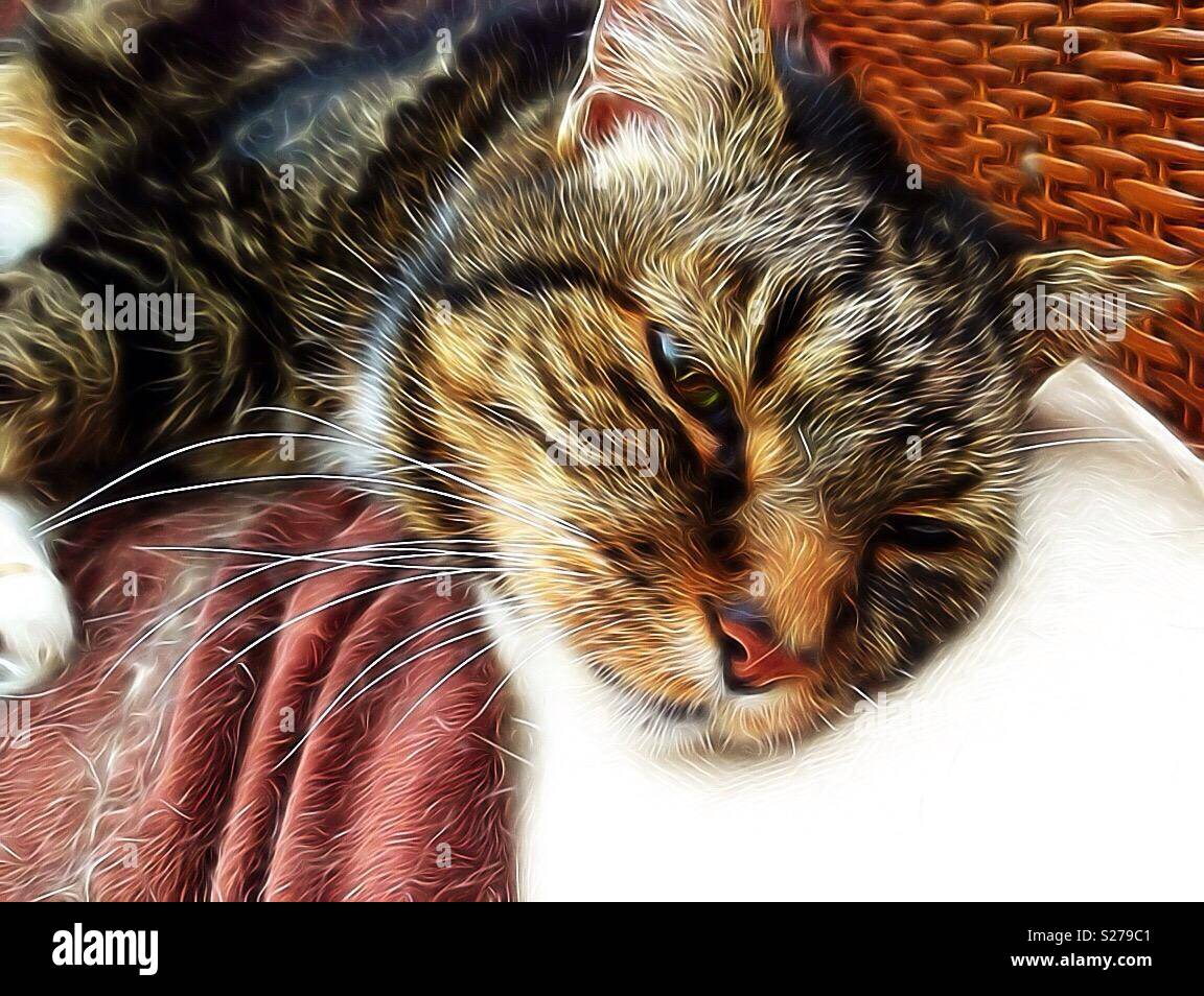 Cat with blanket hires stock photography and images Alamy