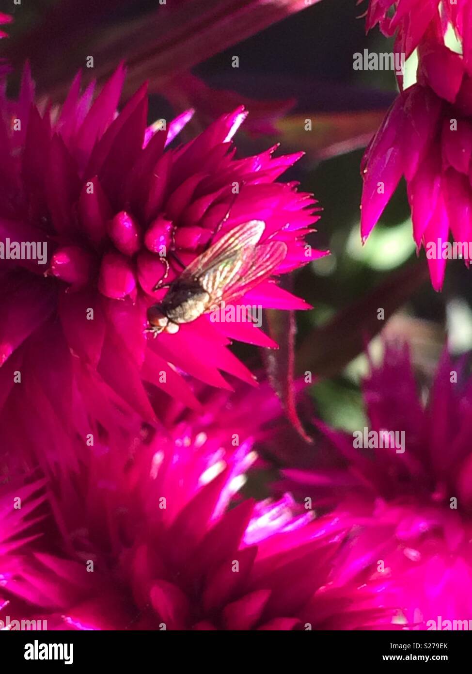 Flys and flowers go together🌸 Stock Photo Alamy