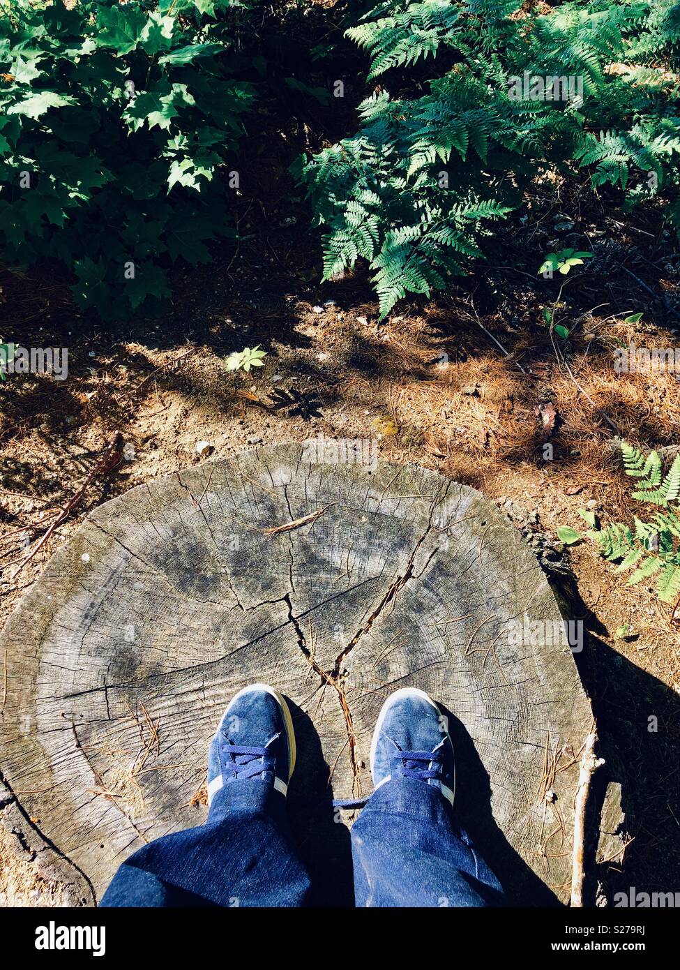 Standing on a tree stump in Canadian pine forest in Muskoka lake region - Smartphone Captured Stock Image