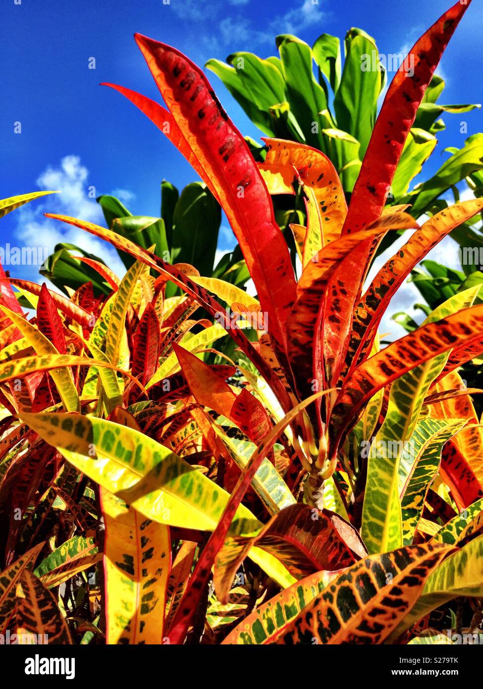 Tropical island trees plants hi-res stock photography and images - Alamy