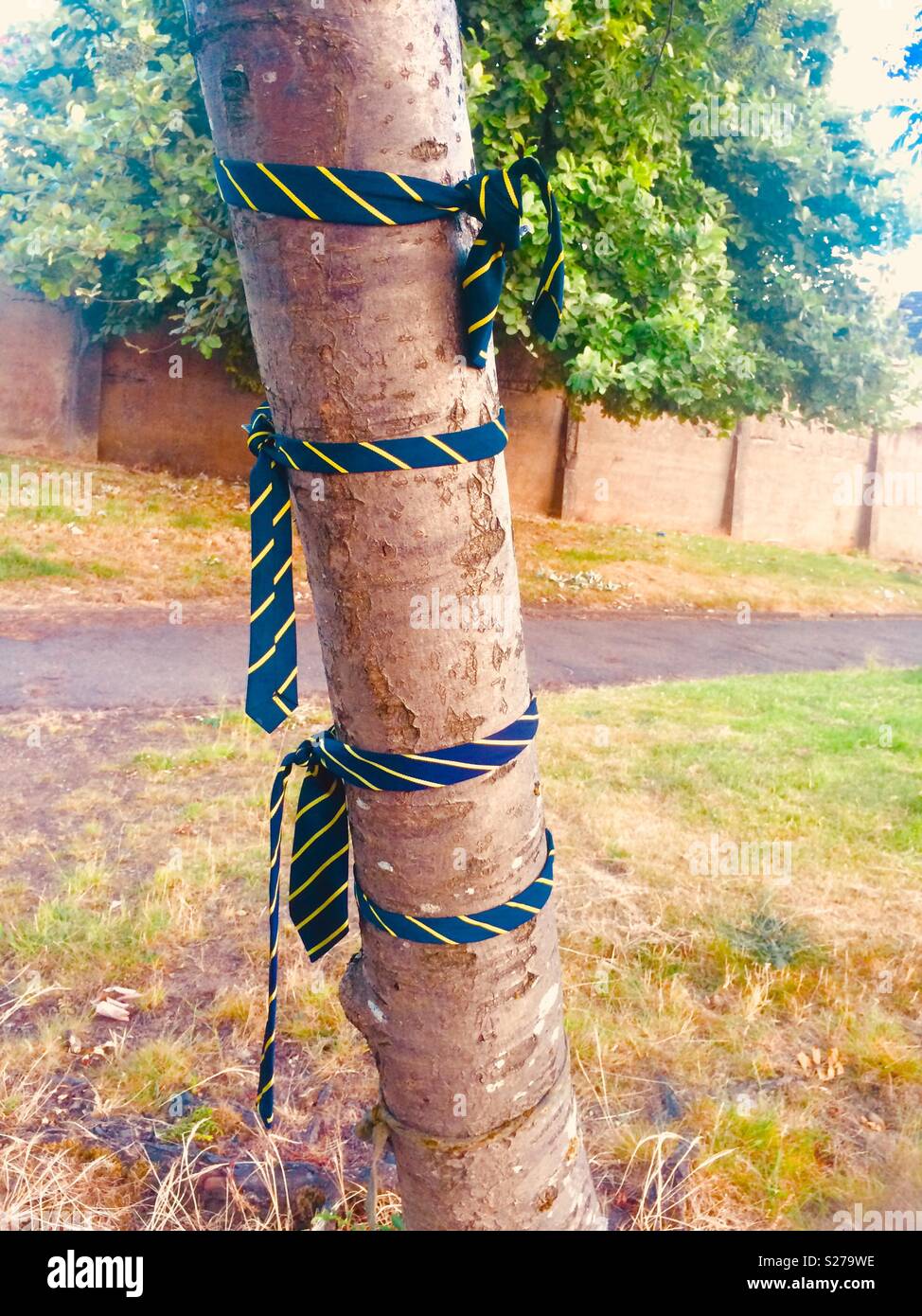 School ties tied around a tree trunk Stock Photo