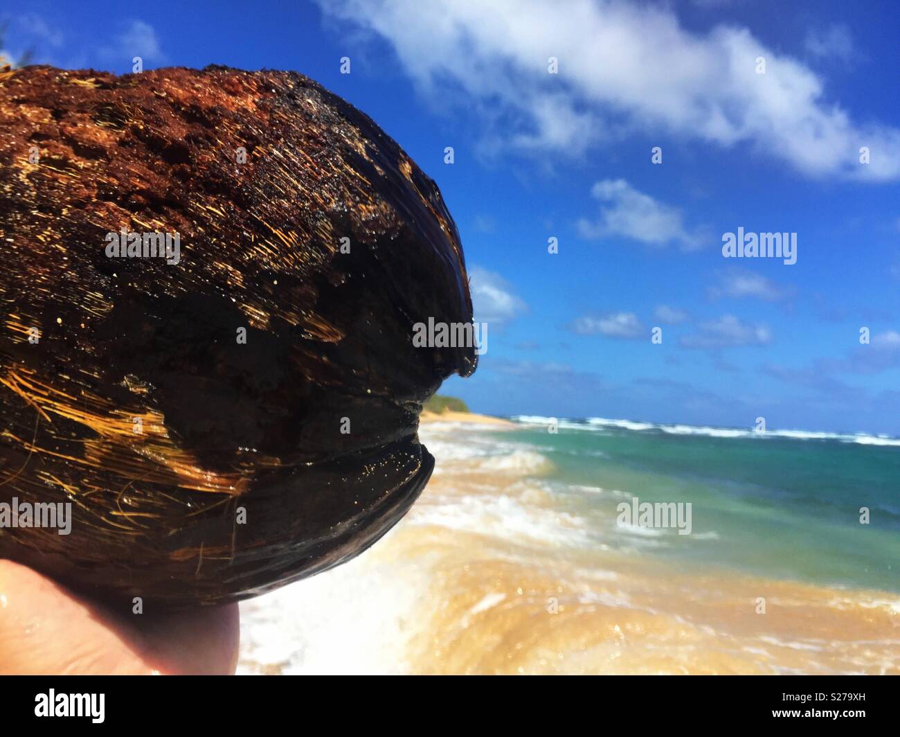 Coconut power washes up on shore at a deserted tropical island beach as waves crash in the background under balmy blue skies and tufts of thin white clouds - Smartphone Captured Stock Image
