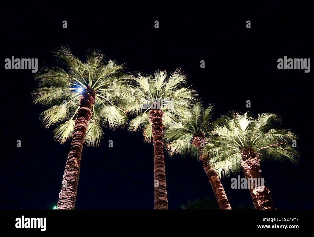 Palm trees at night Stock Photo Alamy
