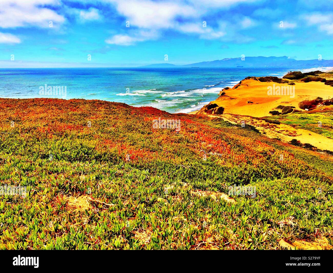 Northern California coastal dunes, ice plant, Pacific Ocean in June, vantage point Fort Funston looking north toward Marin County - Smartphone Captured Stock Image