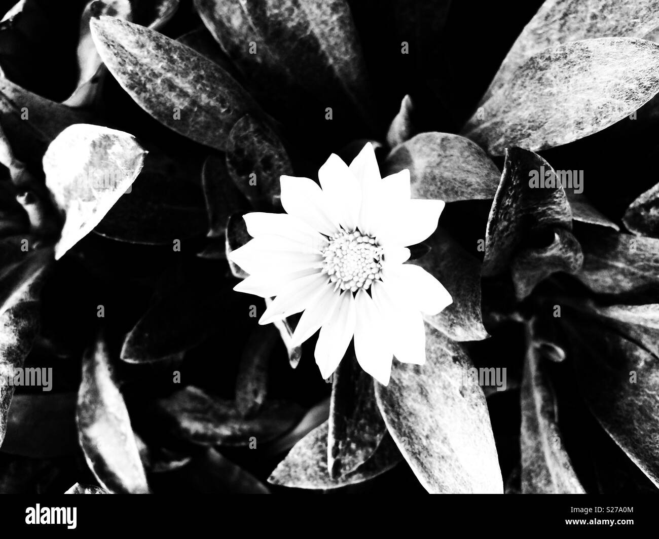 Single flower in leaf arrangement from nature's garden given a contemporary edge with black and white editing Stock Photo