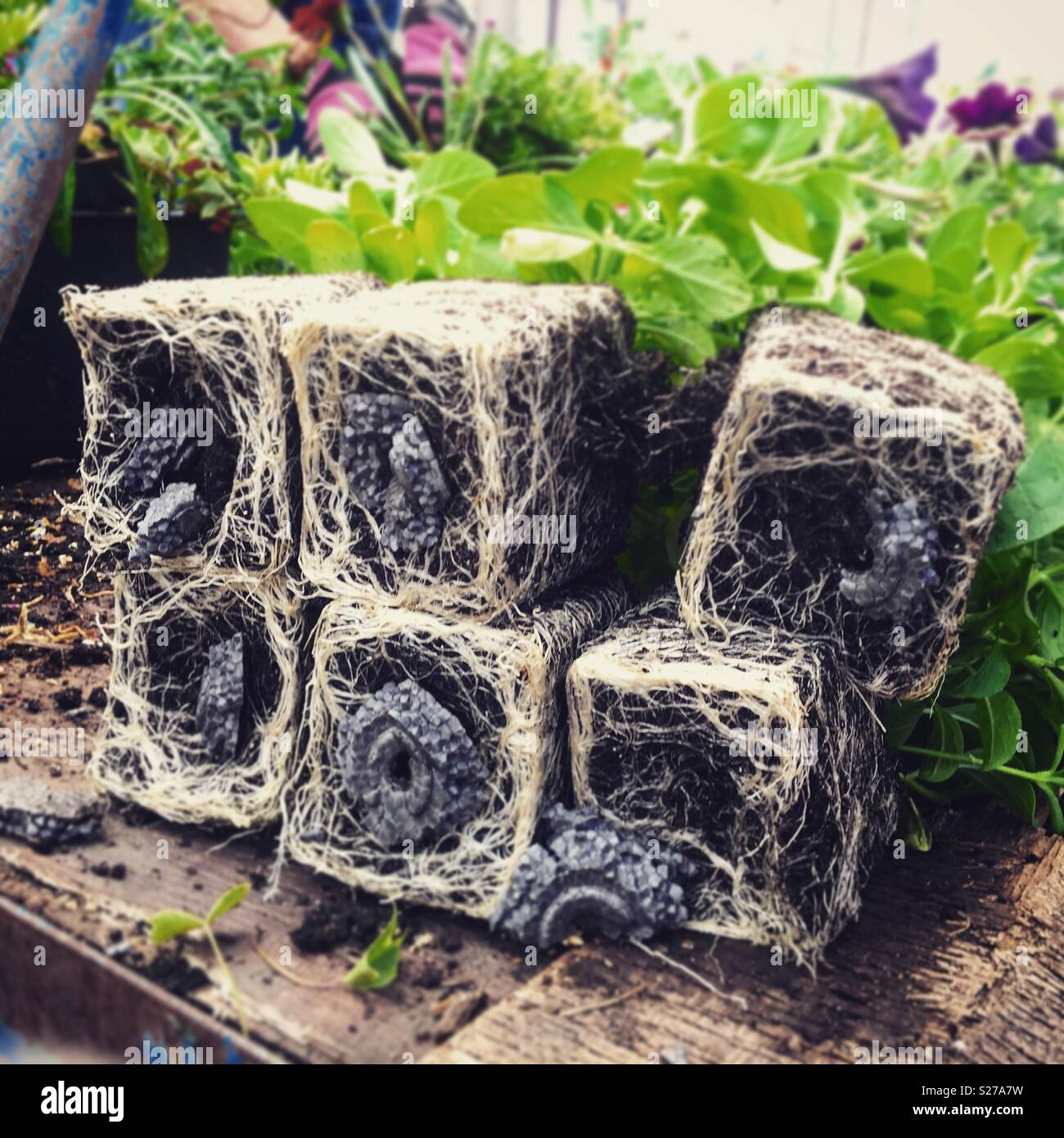 Compacted root systems of pot plants ready to be planted. Need watering. - Smartphone Captured Stock Image