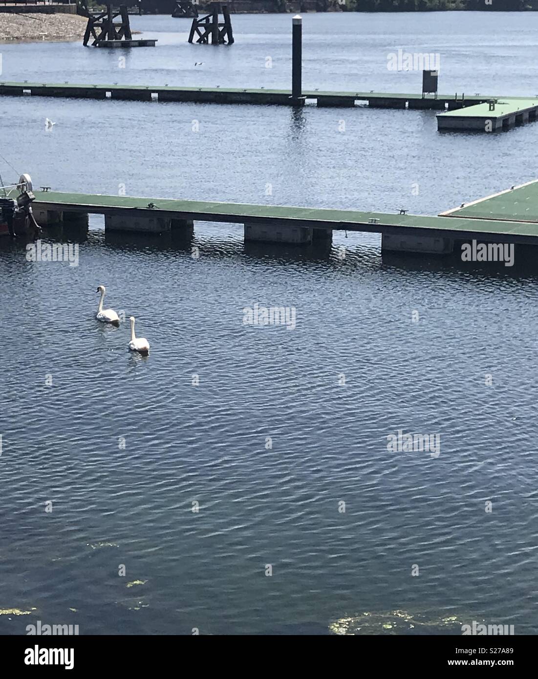 Swans swimming at Cardiff Bay, - Smartphone Captured Stock Image