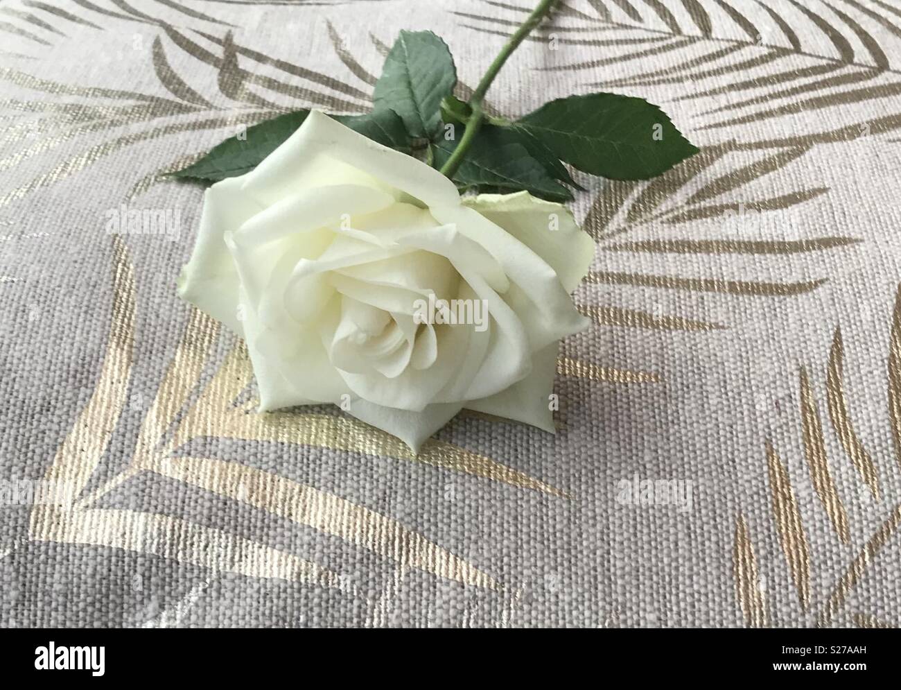 White rose on a cushion. - Smartphone Captured Stock Image