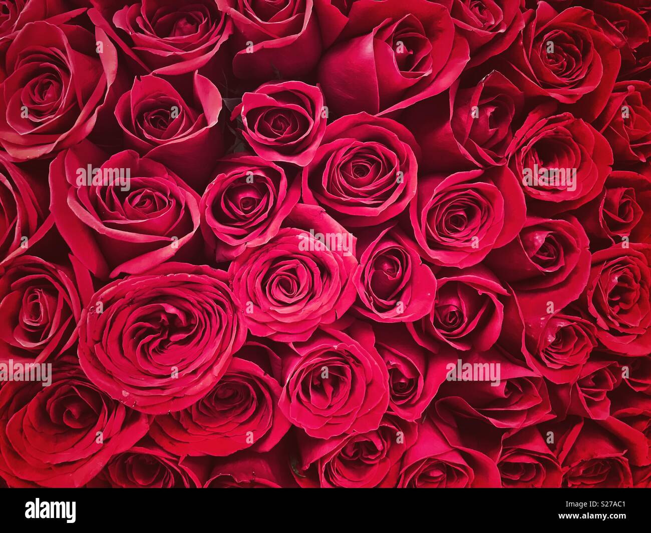 Blood roses hi-res stock photography and images - Alamy