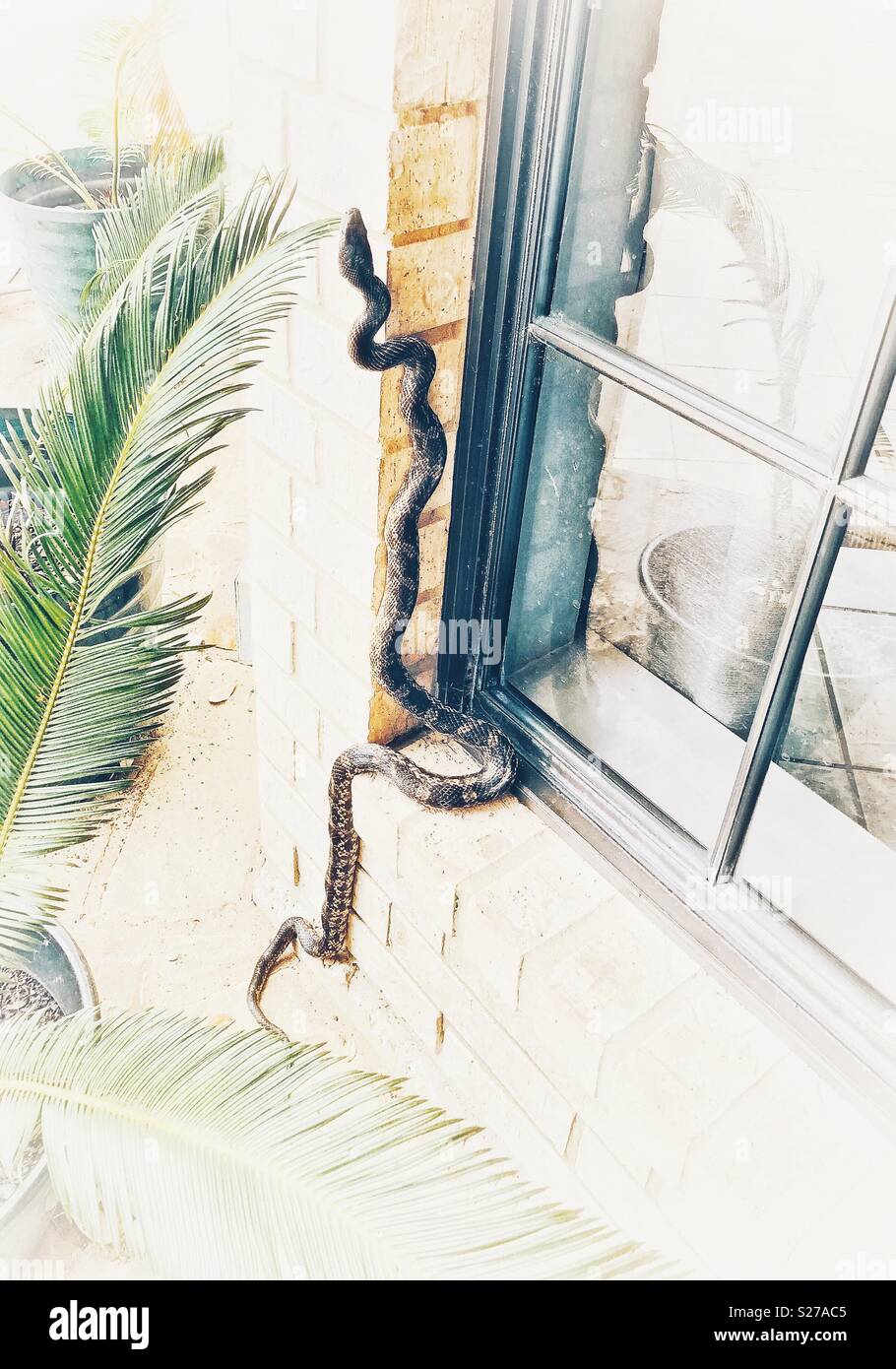 Snake climbing outside wall Stock Photo Alamy