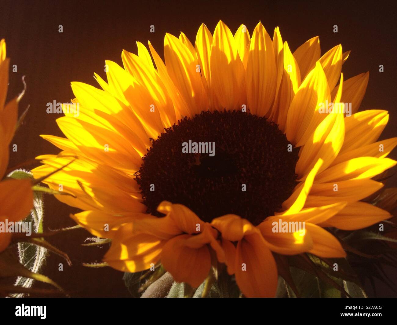 Sunflower through a window hi-res stock photography and images - Alamy