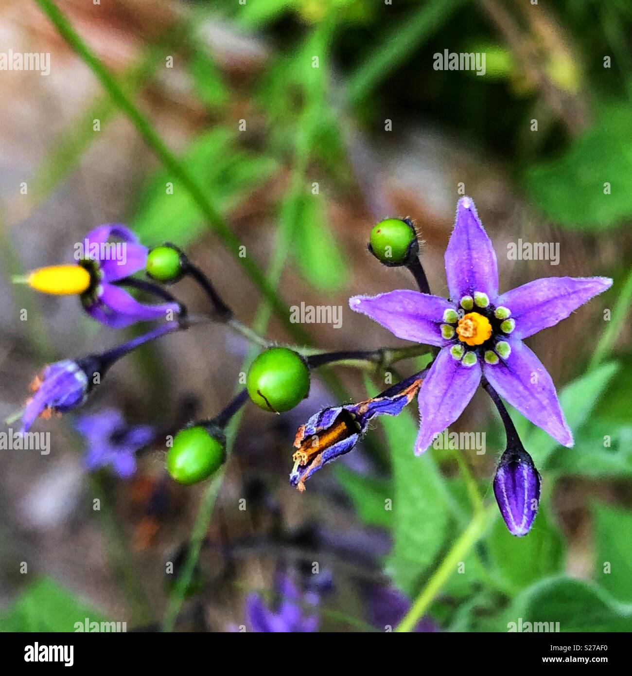 Closeup of woody nightshade plant flowers and still green berries - Smartphone Captured Stock Image