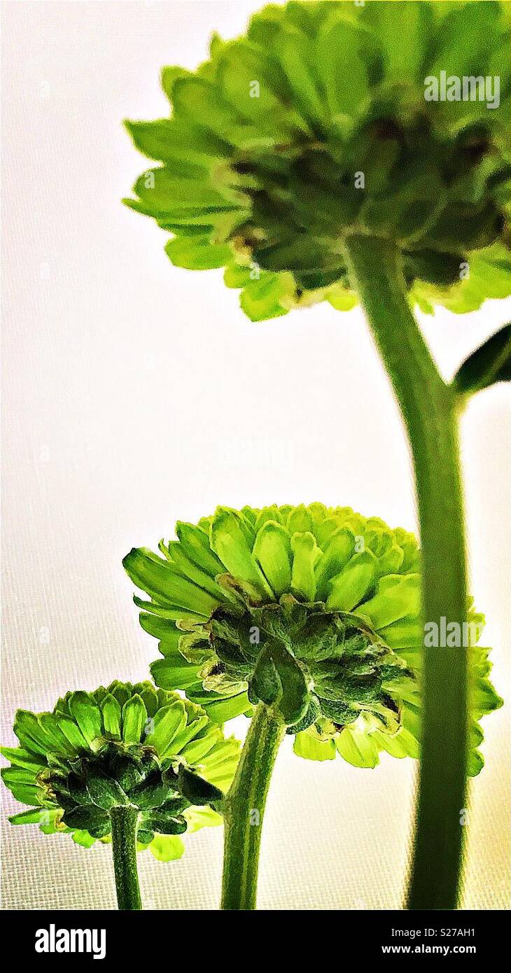 Green Pom Pom Chrysanthemums Stock Photo Alamy